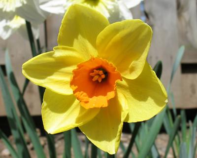 daffodil08.jpg