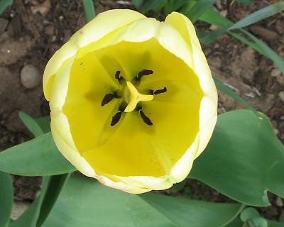 tulip16.jpg