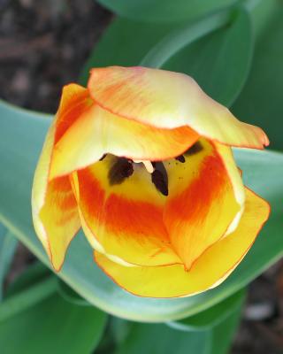 tulip17.jpg