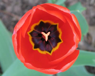 tulip19.jpg