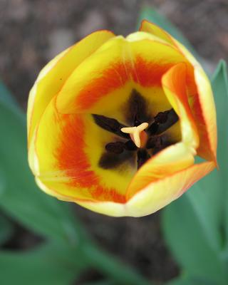 tulip20.jpg
