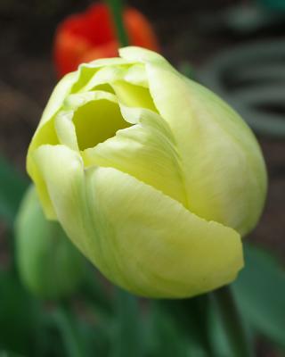 tulip21.jpg