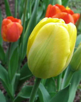 tulip22.jpg