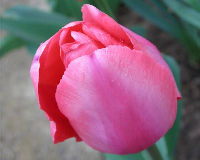 tulip23.jpg
