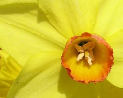 More Daffodils in My Garden
