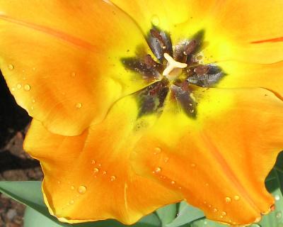 tulip27.jpg