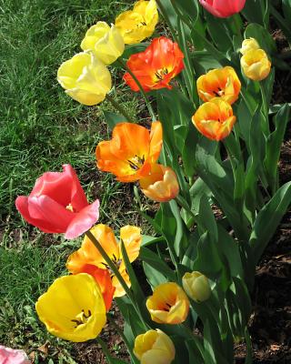 More Tulips in my Garden