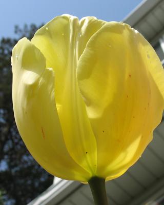 tulip29.jpg