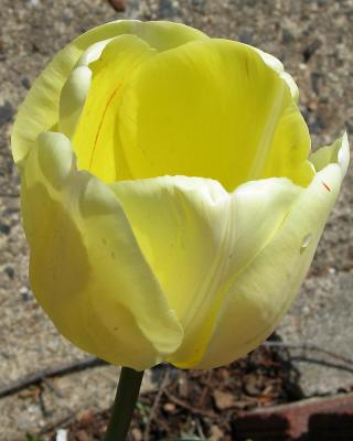 tulip33.jpg