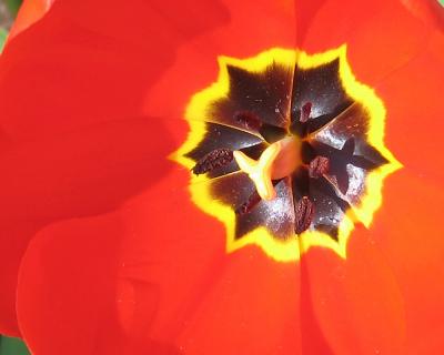 tulip34.jpg