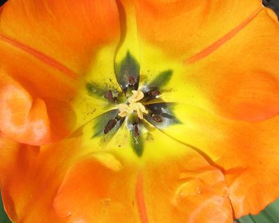 tulip35.jpg