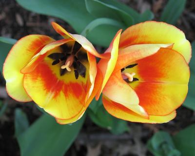 tulip38.jpg