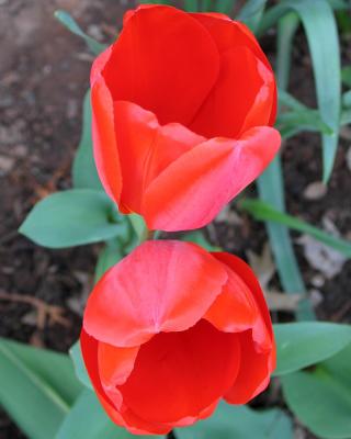 tulip39.jpg