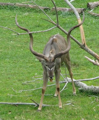 Greater kudu 1