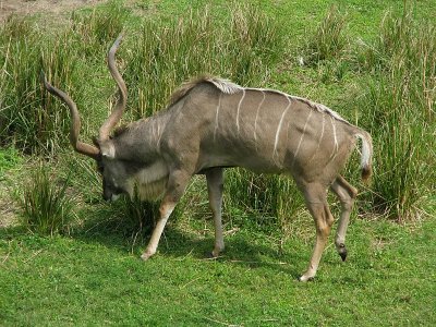 Greater kudu 2