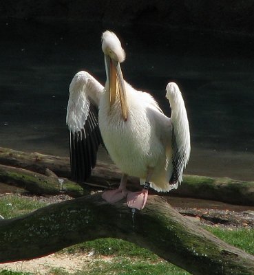 Eastern white pelican 1