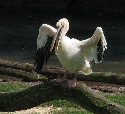 Eastern white pelican 2