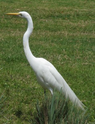 Great egret 1