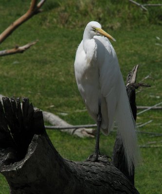 Great egret 3