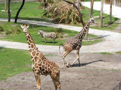 giraffes and zebra