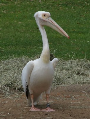 Eastern white pelican 4