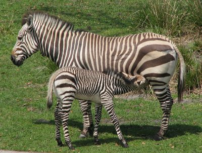 Baby zebra nursing