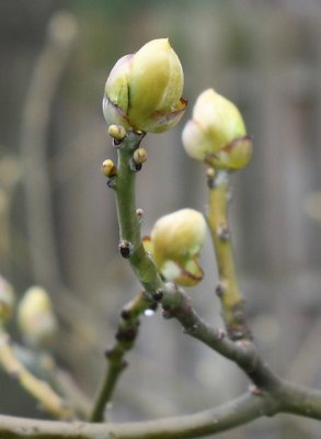 Tree buds