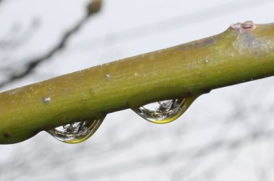 Water drops on branch
