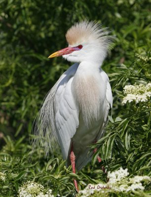 Gatorland  -  Kissimmee