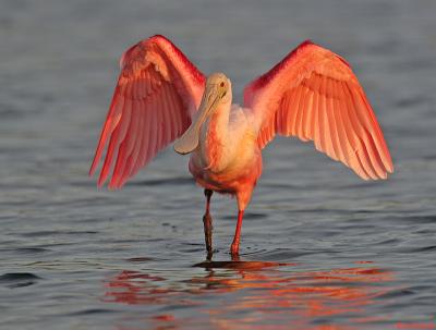 Roseate Spoonbill at Sunset