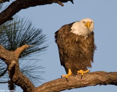 Bald Eagle