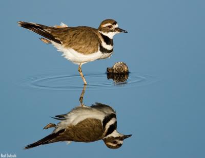 Killdeer