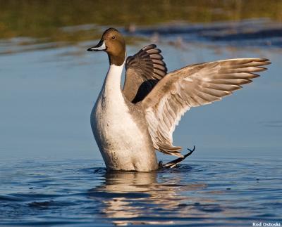 Pintail