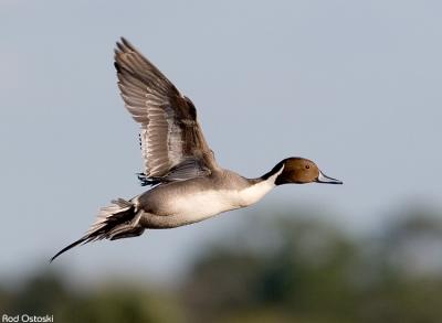 Pintail inflight
