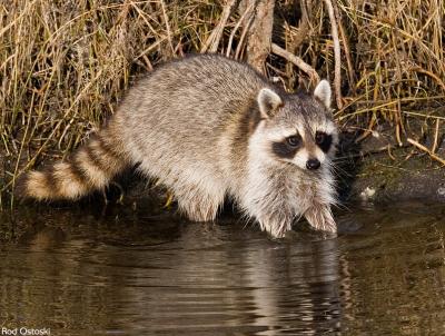 Racoon