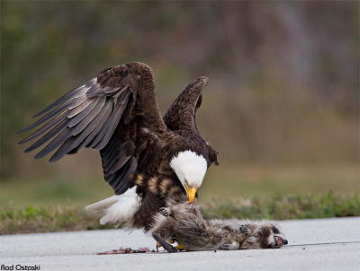 g3/00/320800/3/56019259.EagleRoadkill500e.jpg