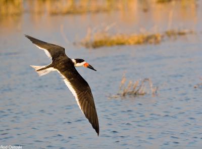 Skimmer