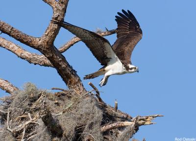 Ospery flying from nest