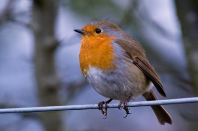 Robin on Wire