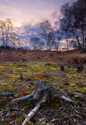 Cannock Chase & Surrounding Area