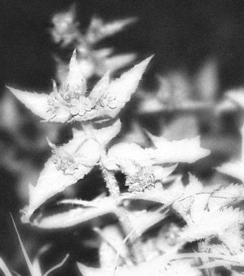 IR Flowers