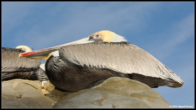 Pelicans at La Jolla