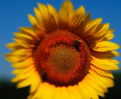 lensbaby sunflower