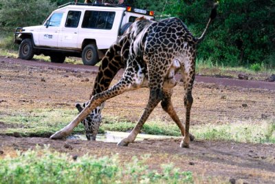 giraffe drinking