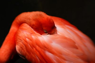 Lensbaby  flamingo