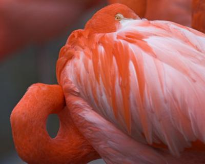 g3/00/358300/3/54940424.flamingohiding.jpg
