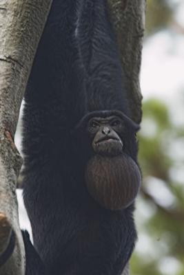 g3/00/358300/3/54940426.gibbon1sm.jpg