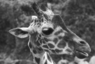 g3/00/358300/3/54940428.giraffeheadshotinfra.jpg