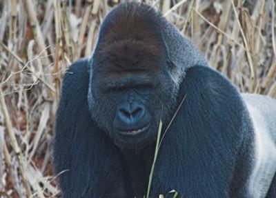 g3/00/358300/3/54940436.silverback1sm.jpg