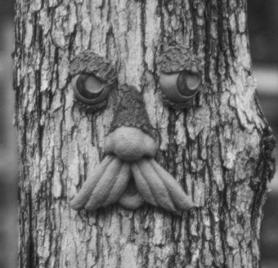 tree face